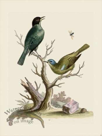 Edwards 025 Fly Catcher